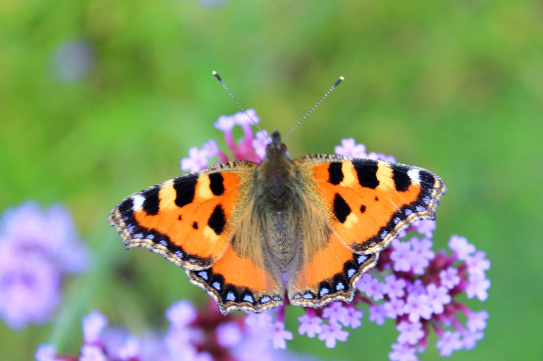 Heimische Schmetterlinge 25 häufige Schmetterlingsarten in Deutschland