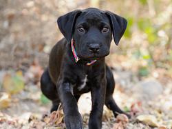 In Österreich wurde ein blinder Hund im Wald zurückgelassen. - Foto: Mexitographer/istock