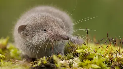 10 Tiere aus Deutschland, die richtig giftig sind - Foto: Istock/igreen_images