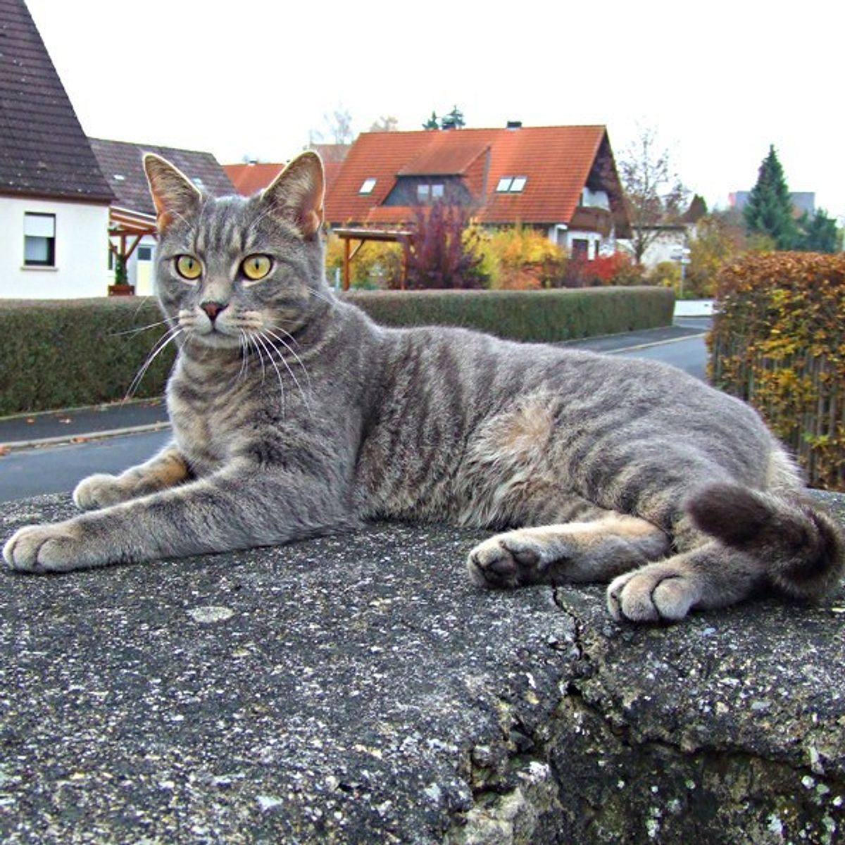 15katze hedwig maier