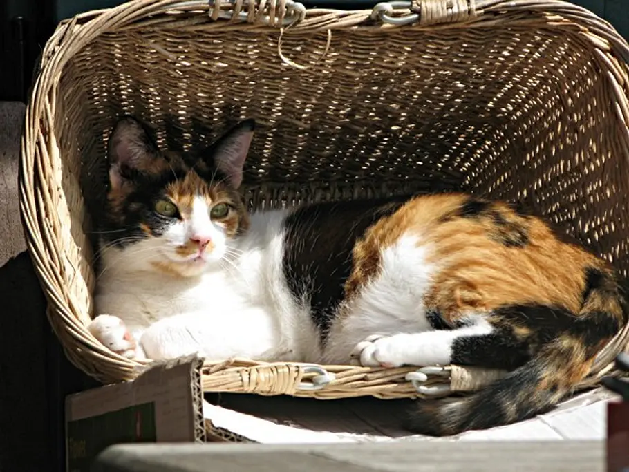 24katze katrin lorenz