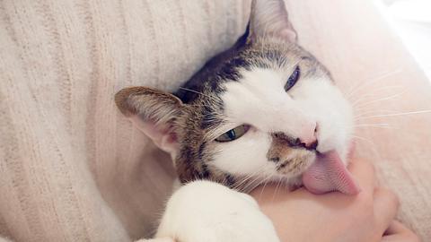 Darum leckt deine Katze dich gerne ab! - Foto: SetsukoN/istock