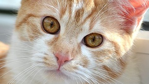 3katze judith steeb - Foto: Privat