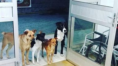 Vier Hunde sind die treuen Begleiter eines Obdachlosen in Brasilien. - Foto: Facebook