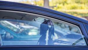 4 Hunde sterben im Auto - Foto: EvgeniiAnd/iStock