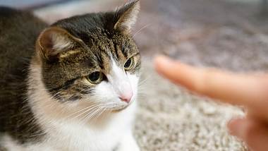 Bei der Erziehung von Katzen kann man einiges falsch machen. - Foto: spooh/istock