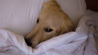 5 gute Gründe, warumn dein Hund im Bett schlafen sollte - Foto: iStock