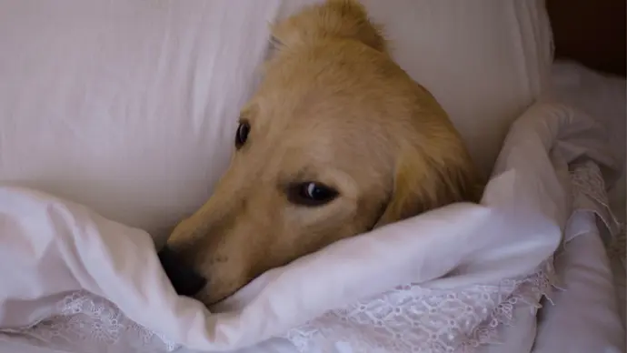 5 gute Gründe, warumn dein Hund im Bett schlafen sollte - Foto: iStock