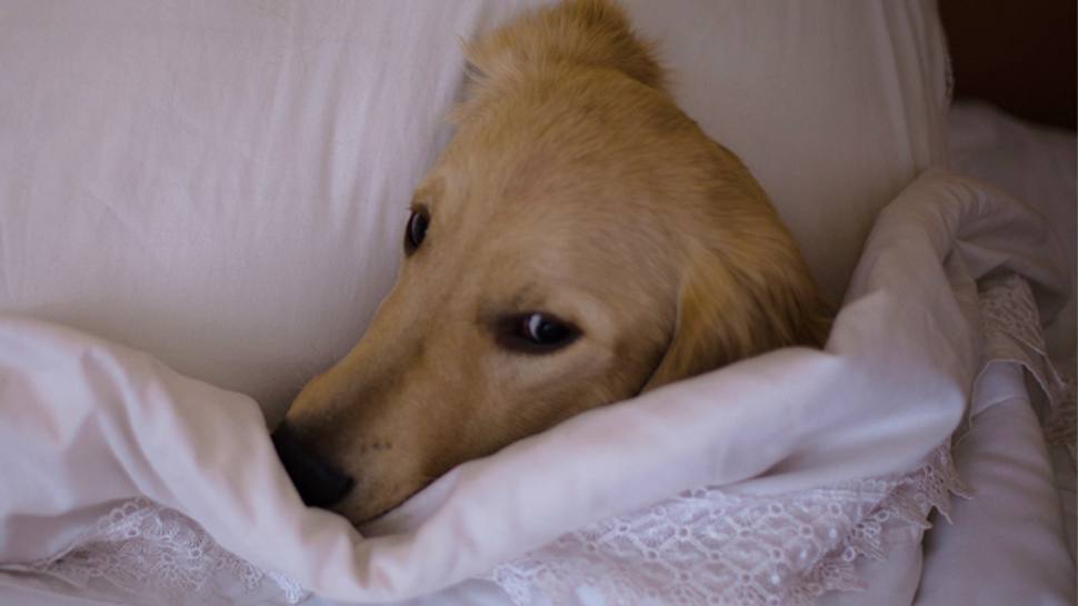 5 gute Gründe, warumn dein Hund im Bett schlafen sollte - Foto: iStock