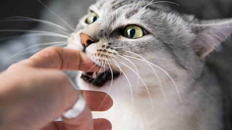 Was steckt dahinter, wenn deine Katze dich beißt? - Foto: joci03/istock