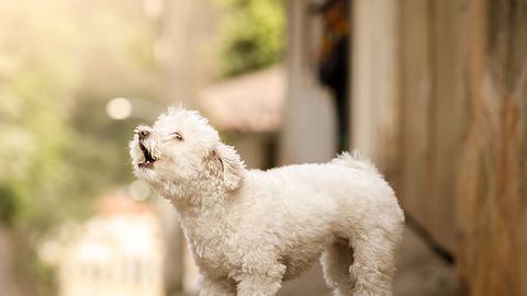 Dein Hund bellt nicht ohne Grund - Foto: iStock / Capuski