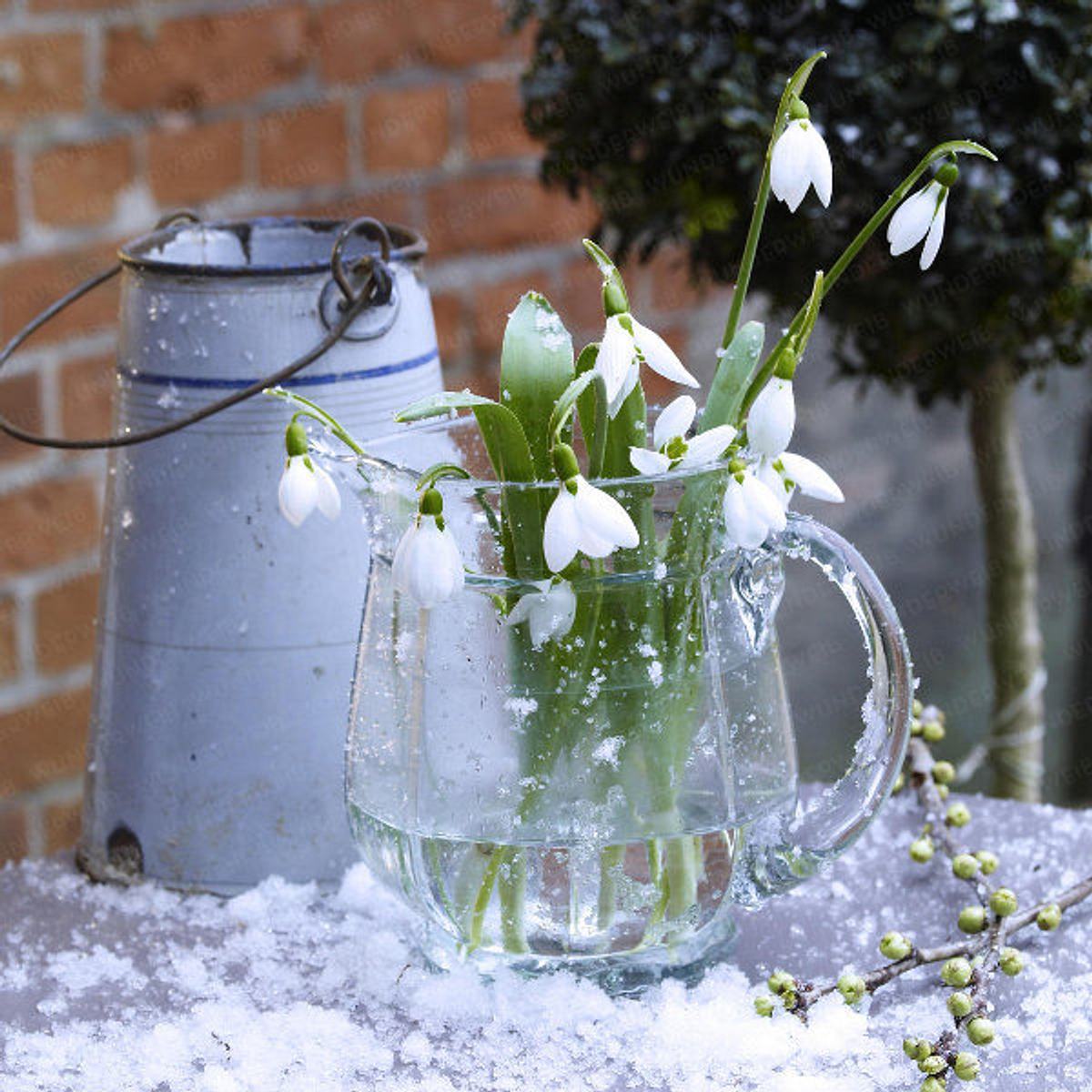 5 schneegloeckchen