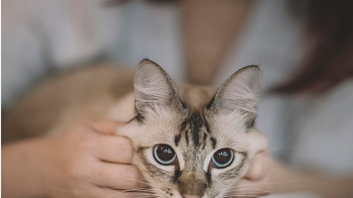 5 Tipps, wie du die beste Freundin deiner Katze wirst - Foto: Istock/chee gin tan