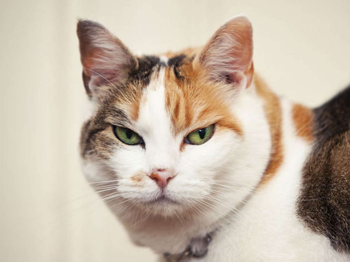 6 Zeichen, dass deine Katze dich töten will