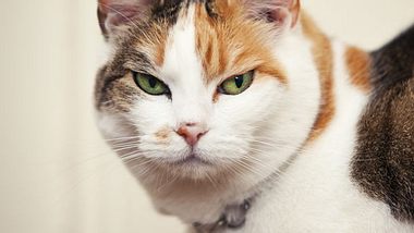 6 Zeichen, dass deine Katze dich töten will - Foto: iStock