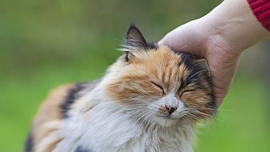 Sieben Zeichen, dass deine Katze dich liebt - Foto: istock