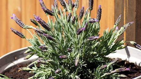 8 Pflanzen gegen Mücken: Lavendel ist ein Anti-Insekten-Talent - Foto: iStock/ Denise Hasse