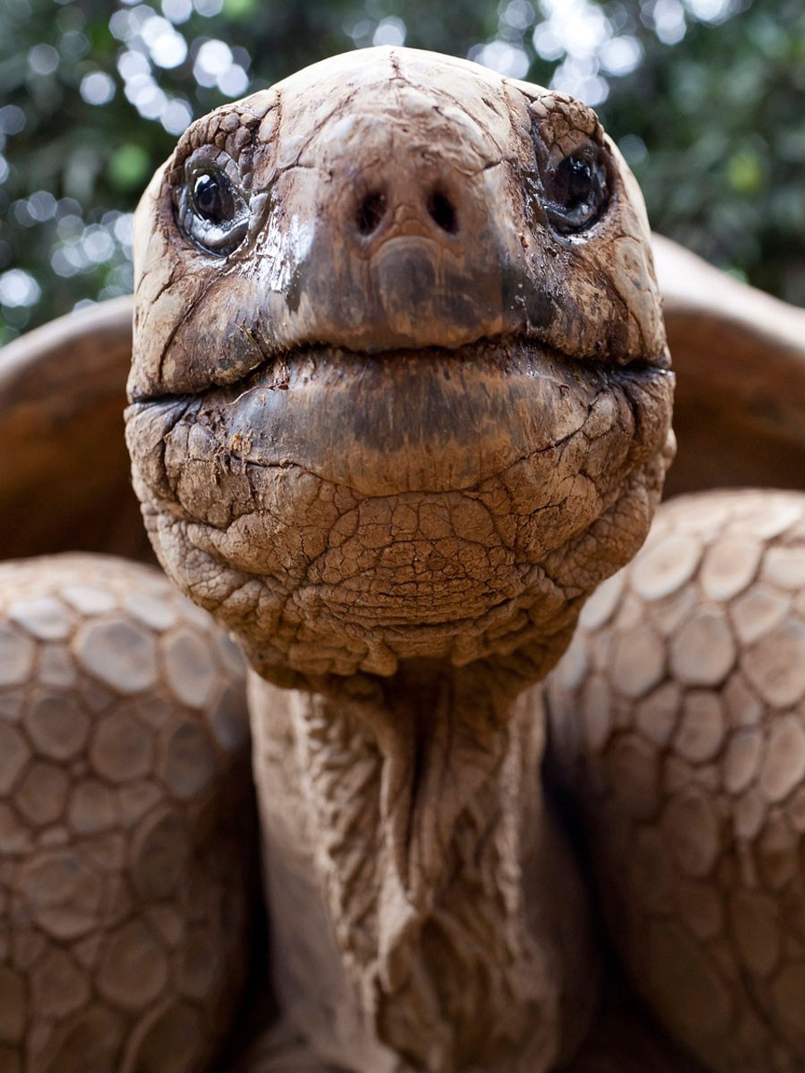 34+ Sprueche wunderweib , 80jährige Schildkröte wird Mama Wunderweib