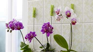 944329 orchideenindrahtkoerbchenx800