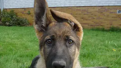 aaron schaeferhund