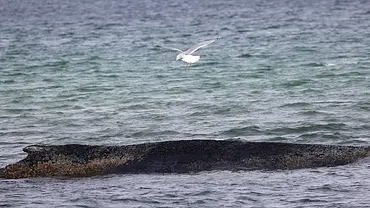 Timmy in der Ostsee, über ihm eine Möwe. - Foto: IMAGO / Susanne Hübner