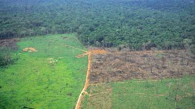 Die Abholzung des Regenwaldes hat dramatische Folgen. - Foto: imago images / Danita Delimont