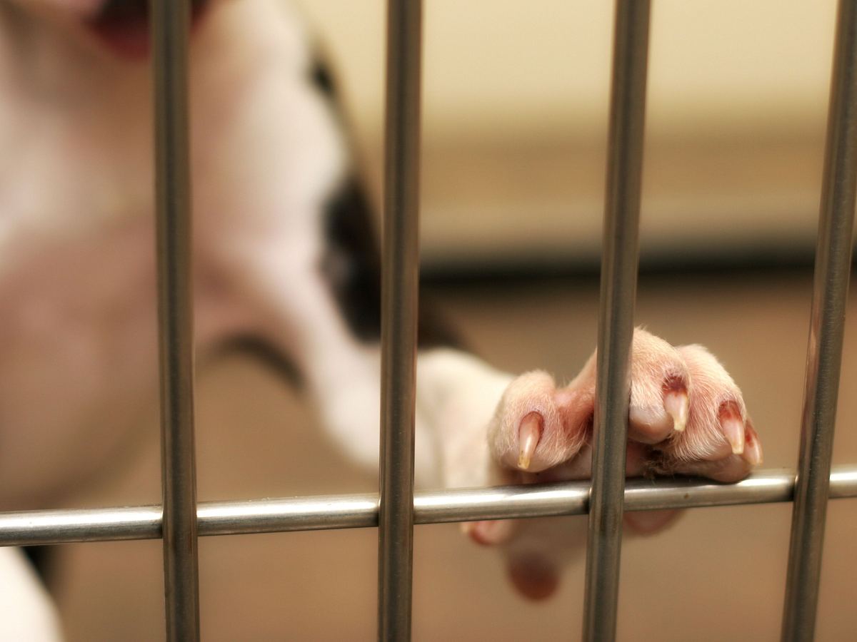 Nahaufnahme: Hundepfote guckt aus Käfig heraus