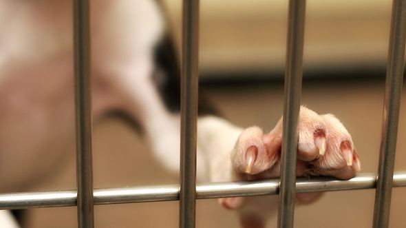 Nahaufnahme: Hundepfote guckt aus Käfig heraus - Foto: :DanBrandenburg/iStock
