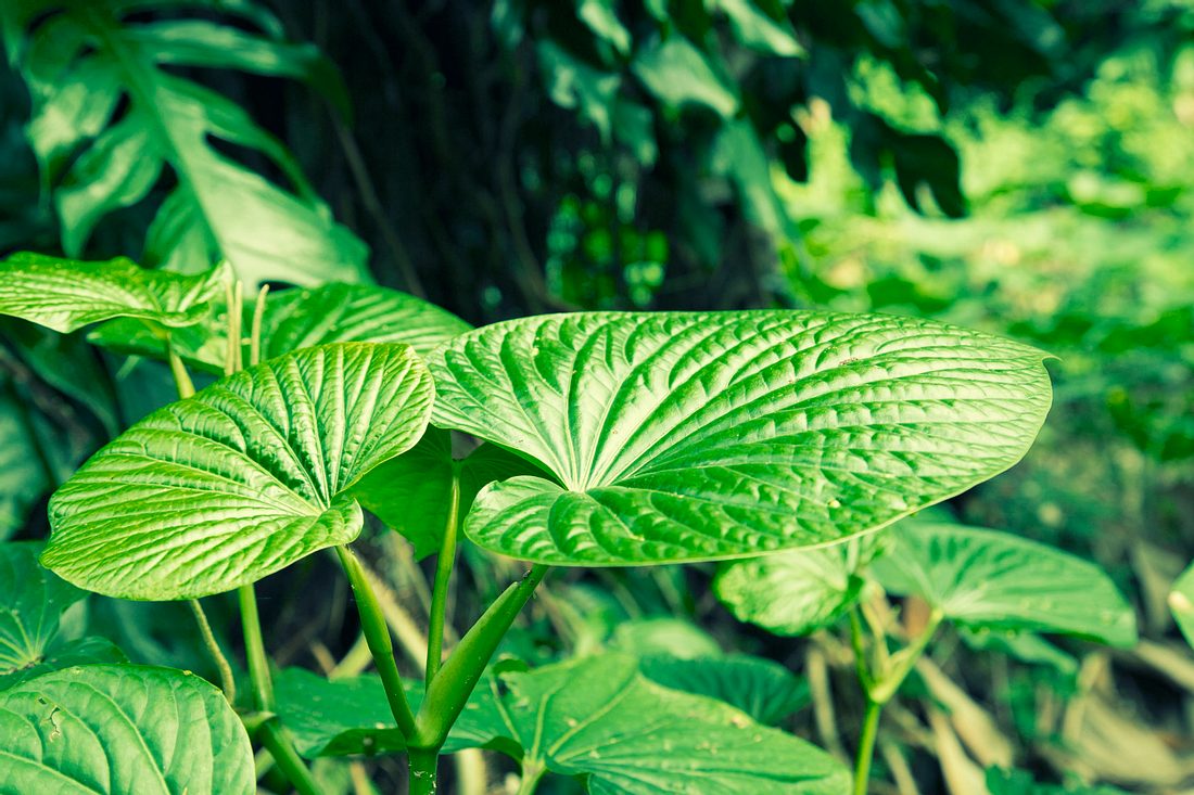 Adaptogenes Kraut: Kava Kava kommt ursprünglich aus der Südsee, hat allerdings viele Nebenwirkungen. (Themenbild) Adaptogenes Kraut: Kava Kava kommt ursprünglich aus der Südsee, hat allerdings viele Nebenwirkungen. (Themenbild)