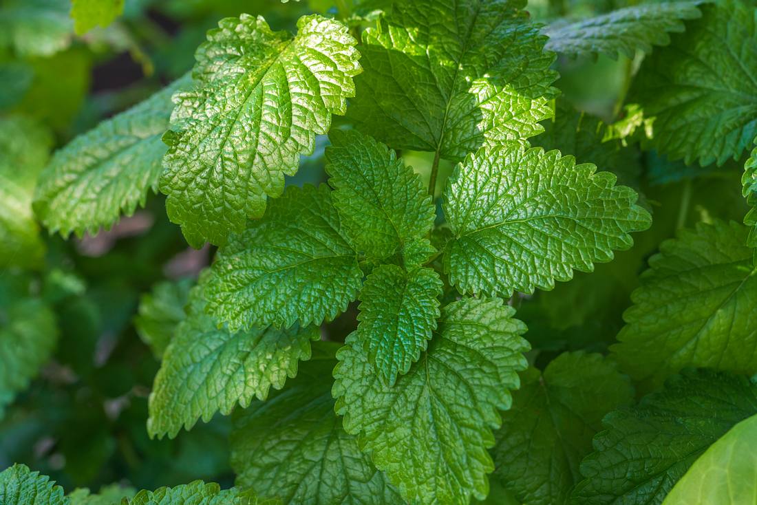 Die Melisse gilt als Adaptogen, ist allerdings relativ teuer. (Themenbild) Die Melisse gilt als Adaptogen, ist allerdings relativ teuer. (Themenbild)