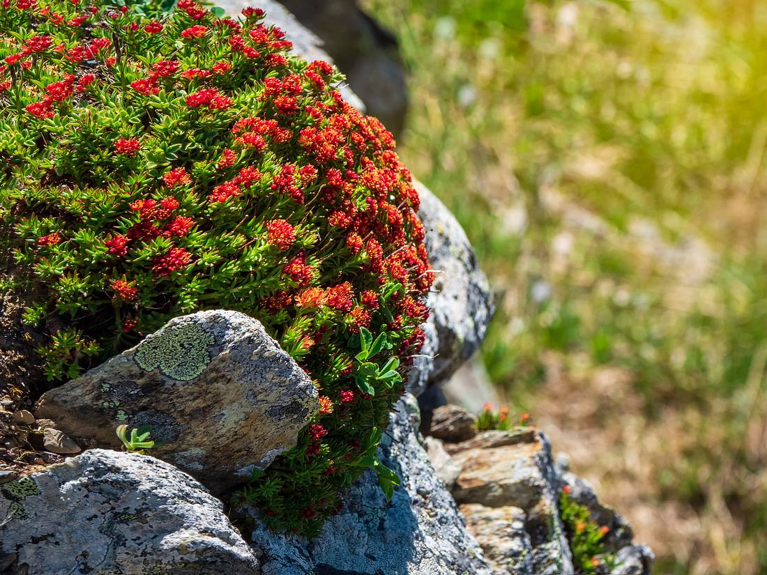 Die adaptogene Heilpflanze Rosenwurz wächst im Gebirge und der Arktis. (Themenbild) Die adaptogene Heilpflanze Rosenwurz wächst im Gebirge und der Arktis. (Themenbild)