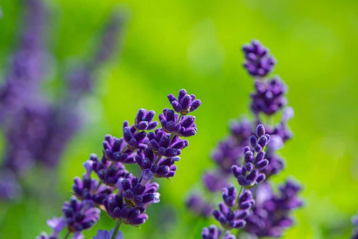 Lavendel soll als Adaptogen beruhigende Eigenschaften habe. (Themenbild)