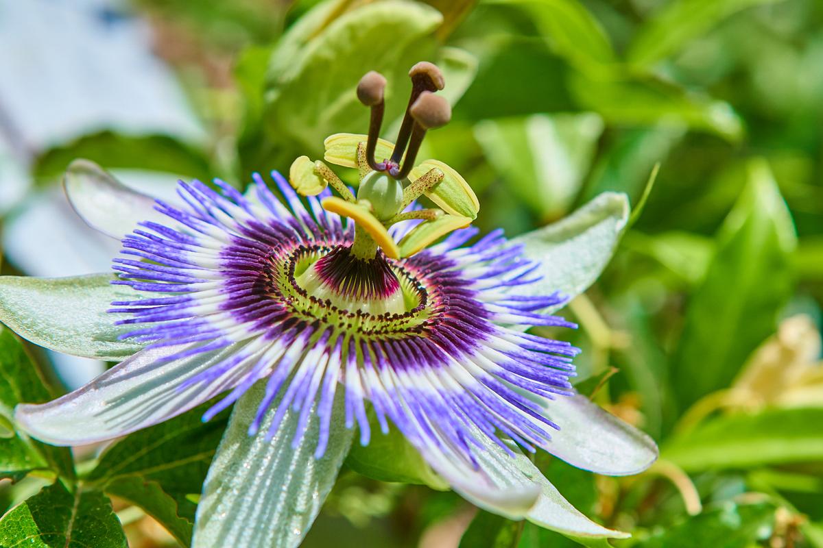 Adaptogene Pflanze: Die Passionsblume soll beruhigen und bei Einschlafproblemen helfen. (Themenbild)