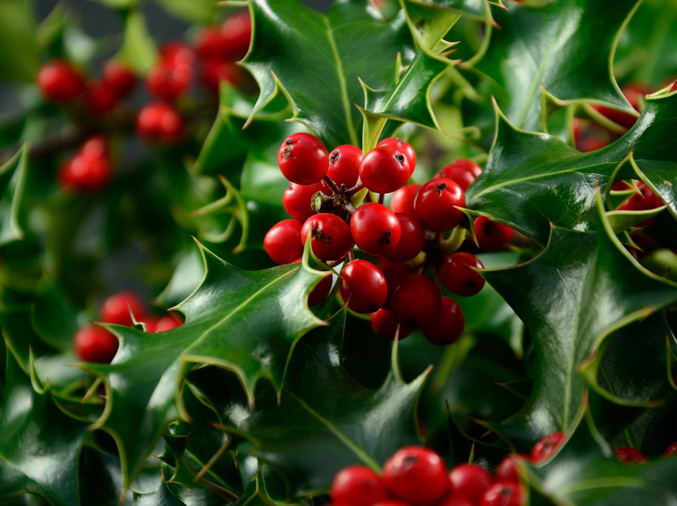 Die roten Beeren der Stechpalme sind giftig.