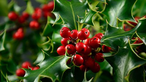 Die roten Beeren der Stechpalme sind giftig. - Foto: iStock