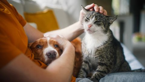 Adventskalender Hunde Katzen - Foto: iStock / Chalabala