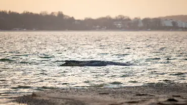 Ein Buckelwal im Wasser nah am Ufer. - Foto: IMAGO / Agentur 54 Grad