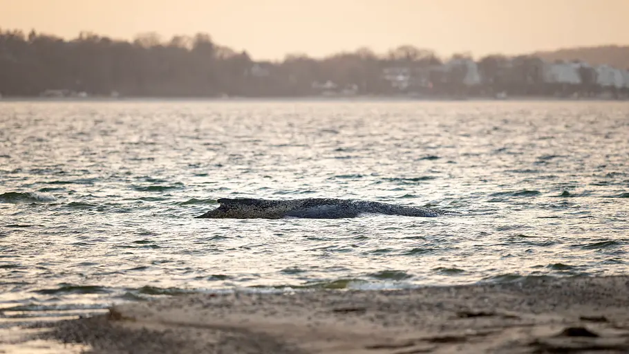 Ähnlich wie hier am Timmendorfer Strand liegt Timmy nun vor der Küste Dänemarks. Ein Buckelwal im Wasser nah am Ufer.