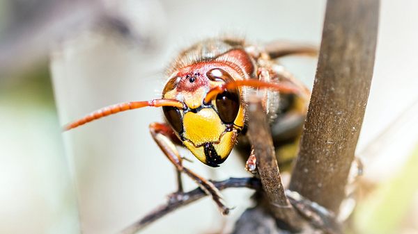 In Deutschland breitet sich die asiatische Hornisse aus - Foto: iStock/Gregory_DUBUS