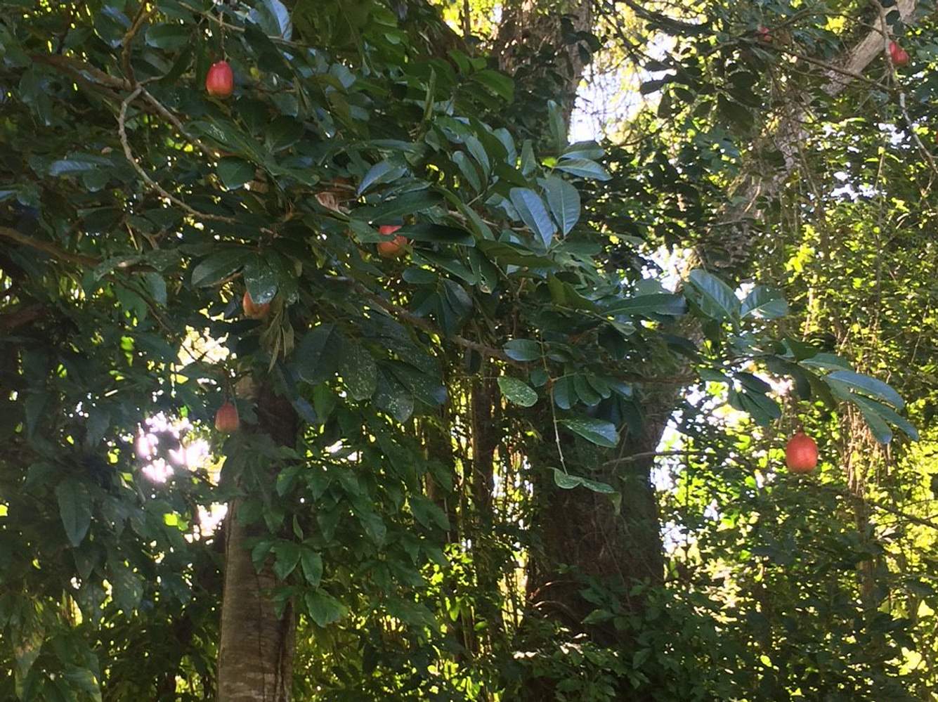 Die Akee-Frucht darf nur reif geernet und verarbeitet werden - sonst ist sie giftig. Die Akee-Frucht darf nur reif geernet und verarbeitet werden - sonst ist sie giftig.