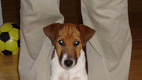 ali parson russel fox terrier mix - Foto: privat