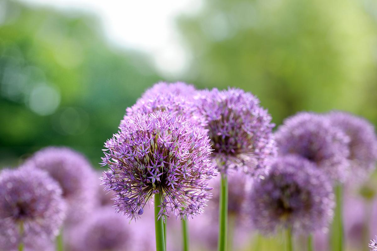 Allium Pflanze gegen Wespen Allium mit lila Blüten in Kugelform. Hilft wirksam gegen Wespen