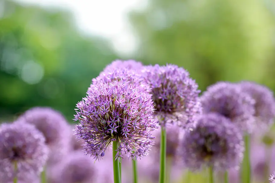 Allium Pflanze gegen Wespen Allium mit lila Blüten in Kugelform. Hilft wirksam gegen Wespen
