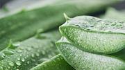 Die Anwendung von Aloe Vera ist einfach. Wir erklären, wie du die Pflanze am besten für deine Haut nutzen kannst. - Foto: iStock