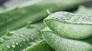 Die Anwendung von Aloe Vera ist einfach. Wir erklären, wie du die Pflanze am besten für deine Haut nutzen kannst. - Foto: iStock