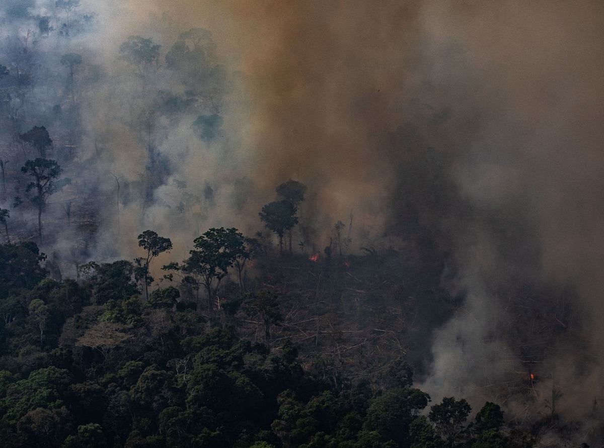 Amazonas-Regenwald: Diese Auswirkungen haben die Brände