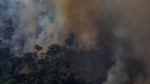 Amazonas-Regenwald: Diese Auswirkungen haben die Brände - Foto: Victor Moriyama/Getty Images