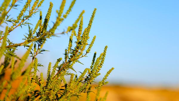 Ambrosia: Allergien durch das Beifußblättrige Traubenkraut sind sehr heftig. (Symbolbild) - Foto: bgfoto/iStock