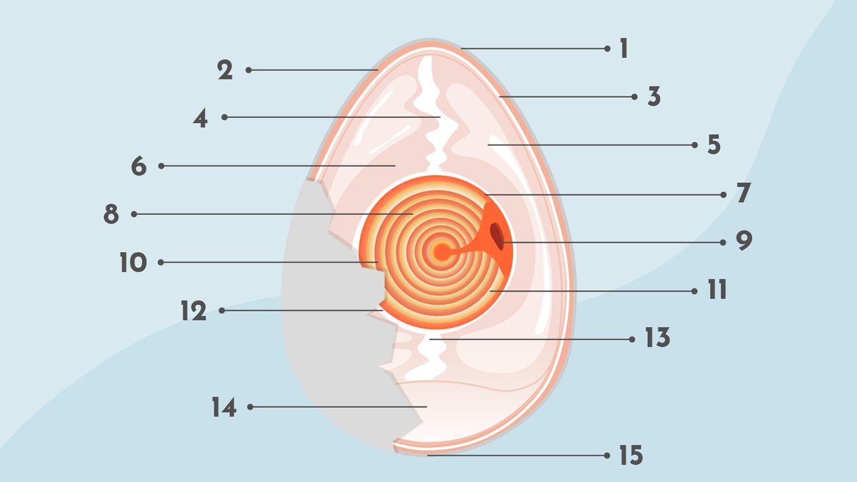 Die Anatomie des Eis verrät einiges über das Hühnerprodukt.