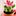 Kleiner Kaktus, große Blüte und garantiert keine Verletzungsgefahr. - Foto: frechverlag